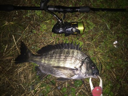 チヌが釣れました